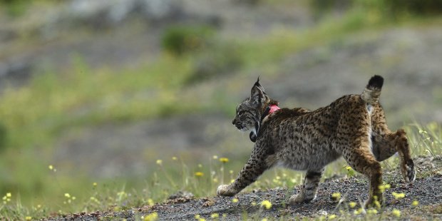 EFEverde's tweet photo. Castilla-La Mancha comenzará a soltar este mes los primeros #linces de 2016 https://t.co/CXW65EnCgl vía @efeverde https://t.co/rrnxcQNKZk