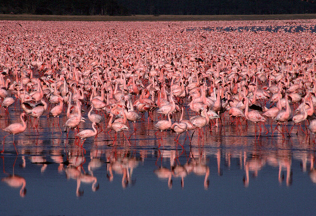 africapoint's tweet photo. Things to do in #MagicalKenya: See Lesser Flamingos at the alkaline lakes in Rift Valley   #travel #adventure #TTOT https://t.co/pgU8Y1RKP9