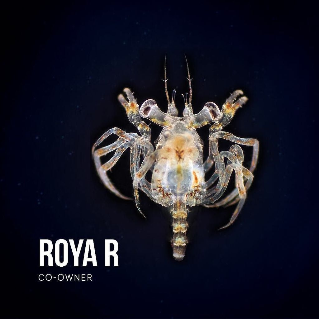 ParadiseCoveStt's tweet image. socialmixer.cz shares: Roya R from our squat #socialmixer #diveintocreativity #creativeagency #newagency #ideas #oc…