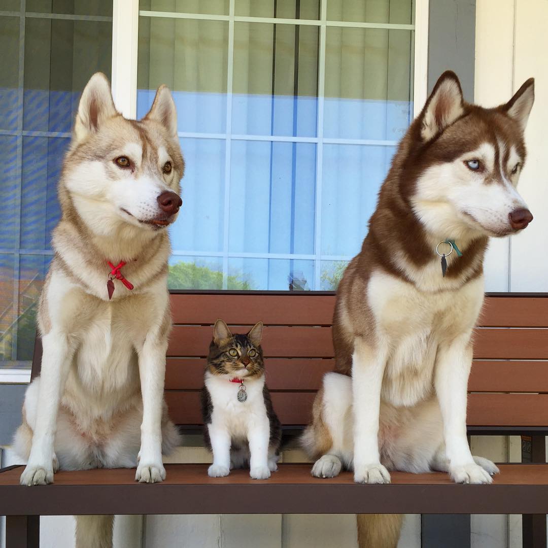 Biglobeニュース 犬が瀕死の子猫の母親代わりに 今ではハスキー犬兄弟の家族として幸せに暮らす猫が海外で話題 Biglobeニュース T Co Efpirgd1te T Co B6fmijf9h9 Biglobeニュース 犬が瀕死の子猫の母親代わりに 今ではハスキー犬兄弟の家族として幸せに暮らす猫が海外で話題 Biglobeニュース T Co Efpirgd1te T Co B6fmijf9h9