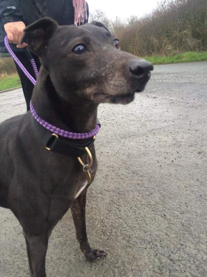 Nightowl400's tweet photo. Let's get our Billy boy noticed today plz,lots of RTs! #DOTD https://t.co/RS6NNlTh1T #nationalcheeseloversday #FFH https://t.co/NPC4vHq5S0