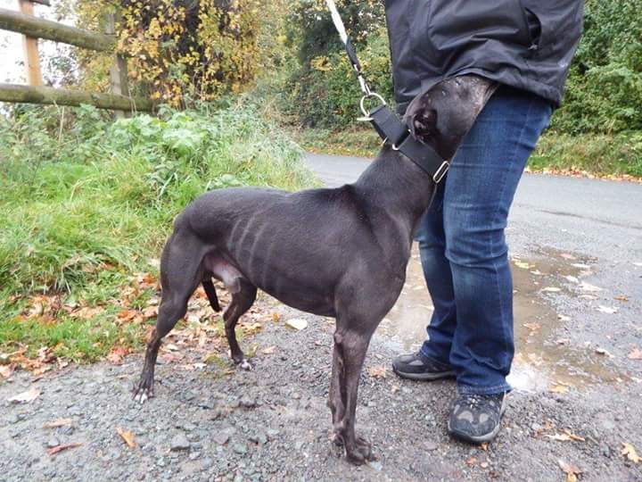 Nightowl400's tweet photo. Let's get our Billy boy noticed today plz,lots of RTs! #DOTD https://t.co/RS6NNlTh1T #nationalcheeseloversday #FFH https://t.co/NPC4vHq5S0