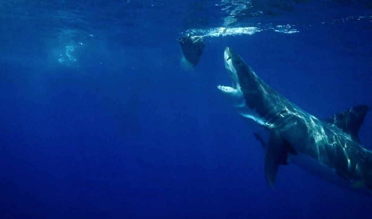 BarcroftUSA's tweet photo. Watch an incredible Great White breach caught on camera: https://t.co/vwSdyPM6rX https://t.co/YkrAdhInCn