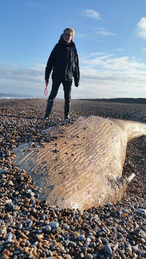SalthouseDunCow's tweet photo. Possible minke whale on #salthousebeach.
Probably washed up in last week's storm https://t.co/HJIT7Cu6Q7