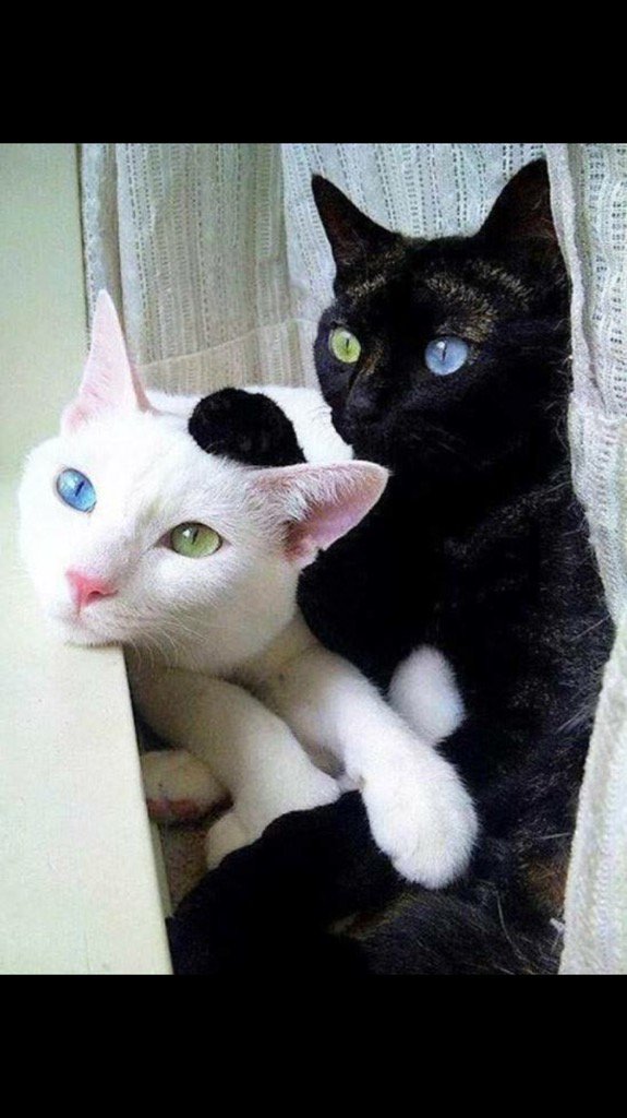 Selami Gülay (@selamigulay) on Twitter photo 