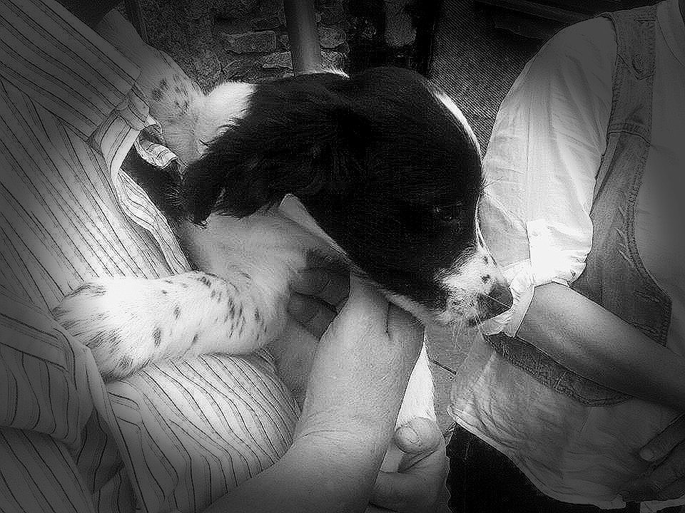 FindOurPup's tweet photo. @4ourdogs we are so grateful for folk like you with our missing. My own  was stolen 16/11/13 &amp; its so hard xxxx https://t.co/YwbvvCyfHB