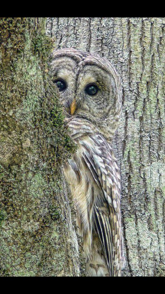 Selami Gülay (@selamigulay) on Twitter photo 