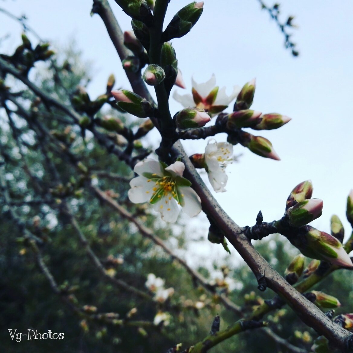 Victoragl82's tweet photo. #invierno ,que #ElTiempoPasaY #frio #almendro en #flor https://t.co/Wc50s3rjw7