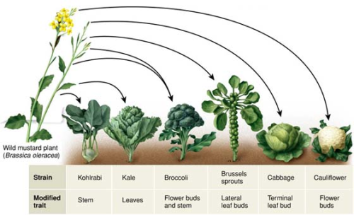 VozCientifica's tweet photo. Selective breeding of plants https://t.co/Qz7wqWr6jY https://t.co/iGky3aHpo8