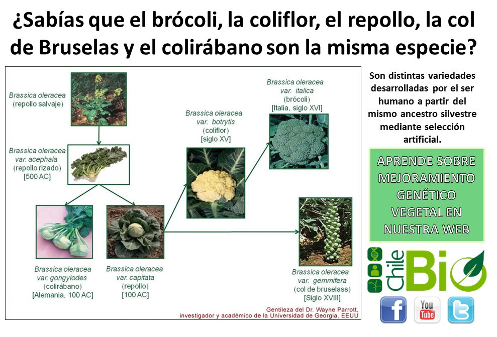 ChileBio_AG's tweet photo. Fueron producidas por mejoramiento genético, y no son transgénicos. https://t.co/tMvlBM4xJW https://t.co/FEzsRL4wQW