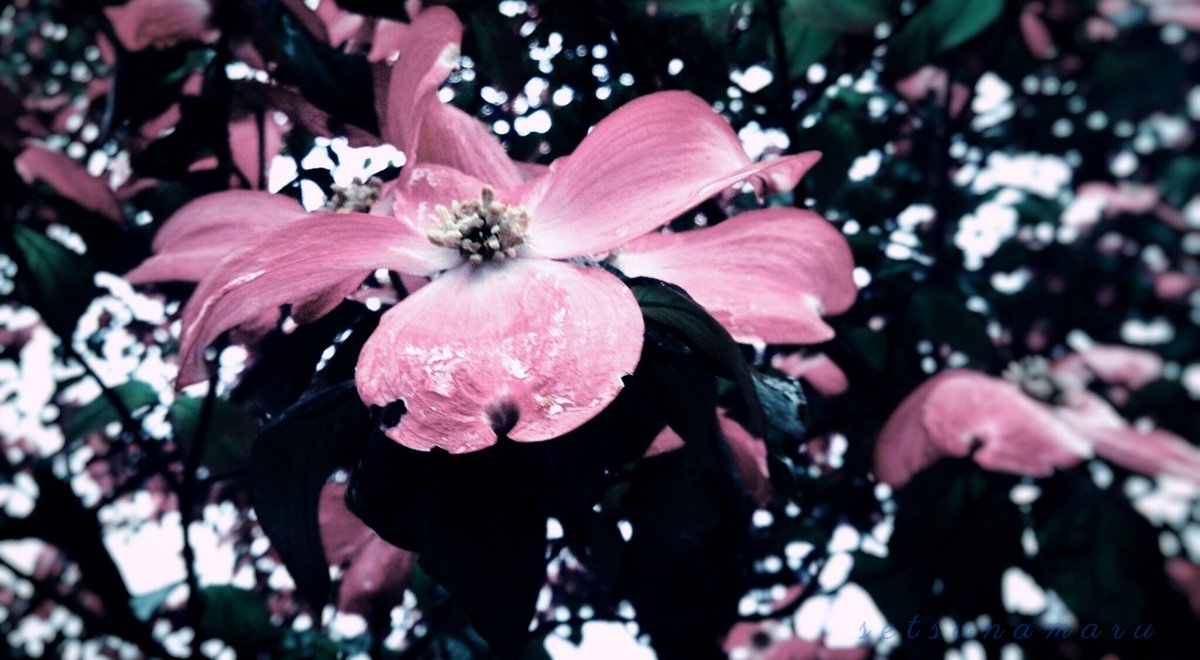 うたたた 誰もが傷つき 痛みを背負って 誰かを傷つけひた走る 誰ガ為ノ世界 志方あきこ 写真好きな人と繋がりたい T Co Tqlqaa6xkr