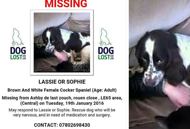 A rescue dog who is in need of medical attention has gone missing from her home: bit.ly/1P58OP <a href="/DoglostUK/">DogLost</a>