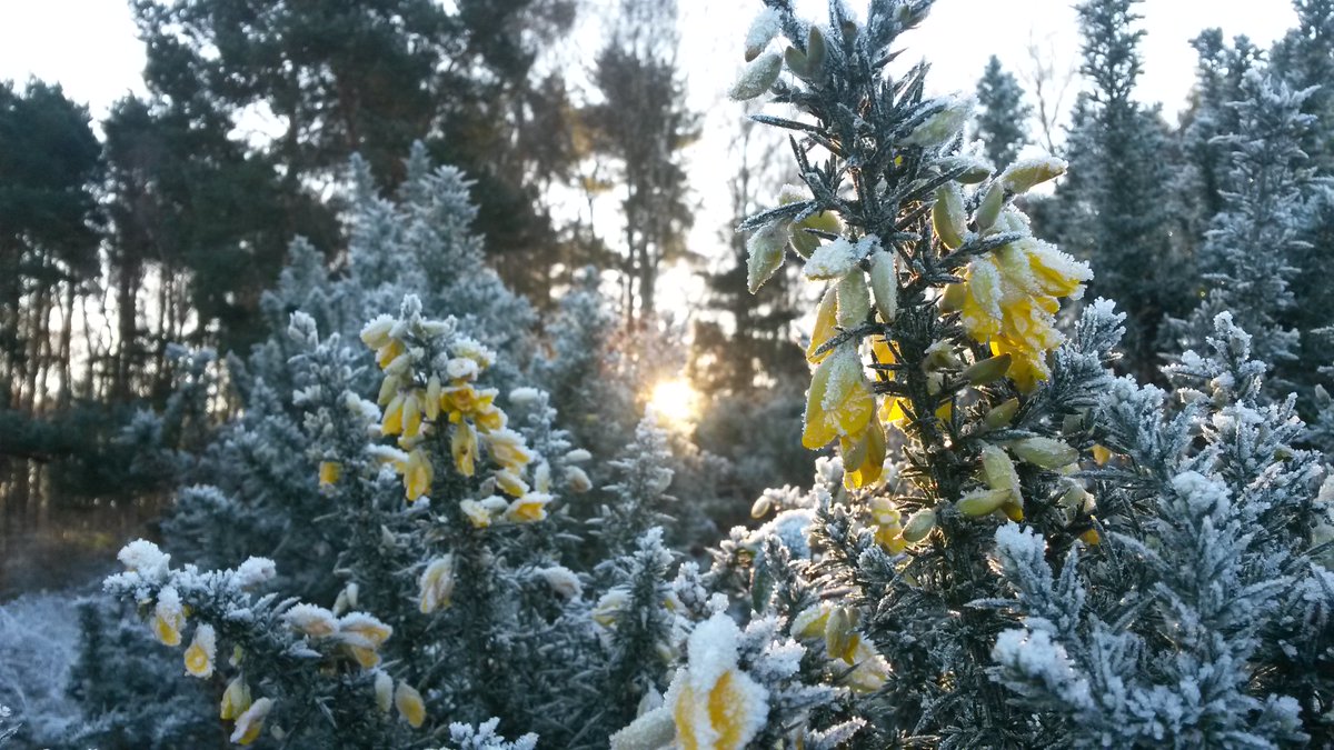 NewburyWardens's tweet image. Greenham Common looked amazing again today. Why not join us for our next Walk for Health on Fri 05 Feb @walkingWB