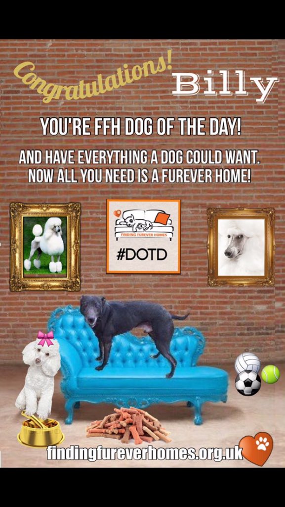 TurnerSis1's tweet photo. What a fabulous Lad #DOTD Billy is @NWDogRescue https://t.co/oj4Ejm09I9 &amp; still needs #Rescueready home - no cats Xx https://t.co/mj1rqsINuC