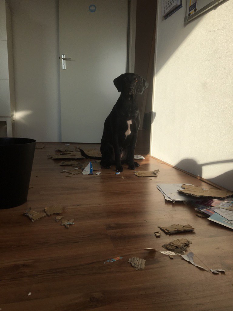 DutchBuzz's tweet photo. @Source2Cloud at least our documents are in the cloud #bringdogtowork https://t.co/ViK8JkOyr8
