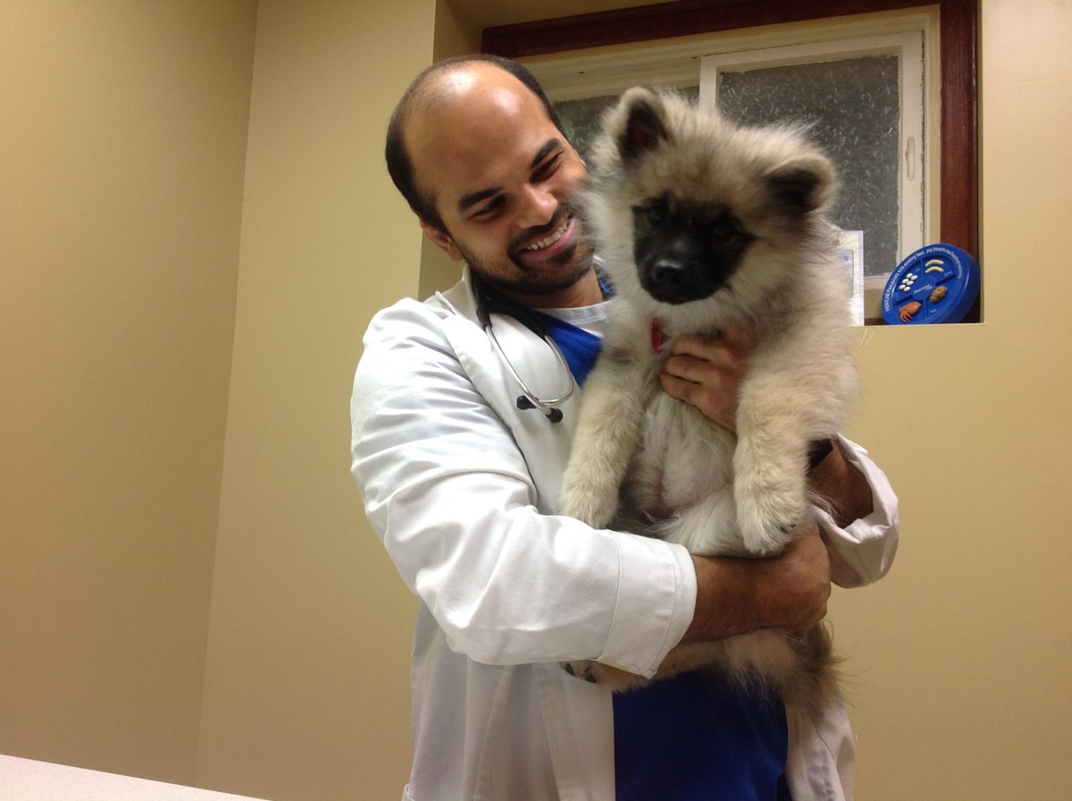 BayshoreVet's tweet photo. Dr. Rana meets a #keeshond puppy. These dogs have a great sense of humor! #trickydog https://t.co/xDvIKNfAoX