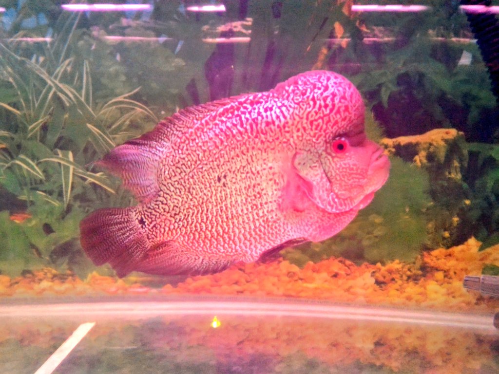 Miko Mall On Twitter Cuci Mata Relax Yu Mlihat Ikan Louhan