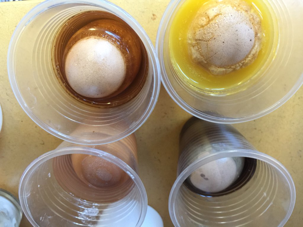 jlangTeach's tweet photo. Eggsperiment day 5 #startingtosmell https://t.co/D4rWAR7Bzn