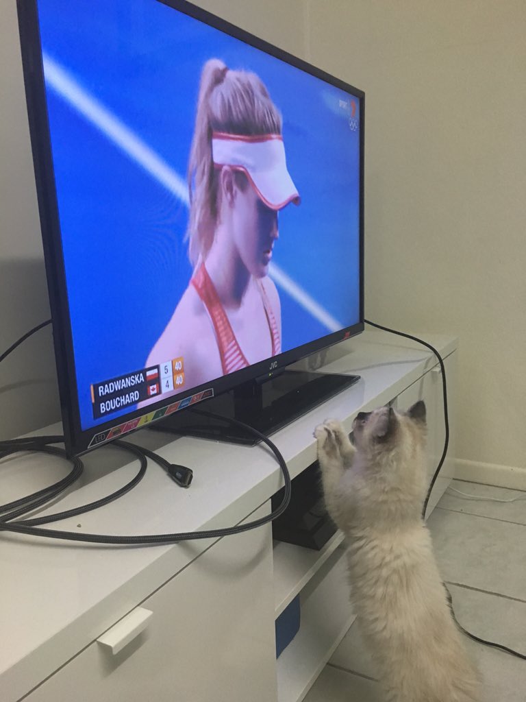samfro's tweet image. This little kitten loves you, @geniebouchard!! #ausopen