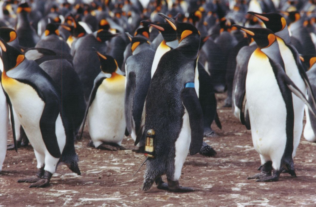 CarbonBrief's tweet photo. It's #PenguinAwarenessDay! How are the king penguins of the Crozet archipelago doing? https://t.co/5LJkyfgtcA https://t.co/Nt1D7Vwomf