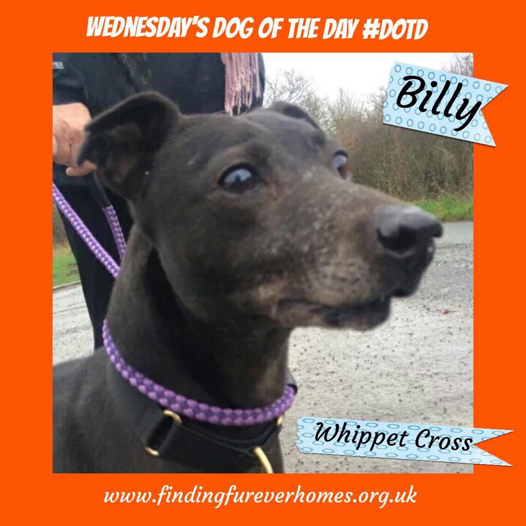 Buddybear115's tweet photo. Holding out for a hero! Our BILLY @NWDogRescue #DOTD https://t.co/QSWD0f2hoH https://t.co/2GdvrlMHCo