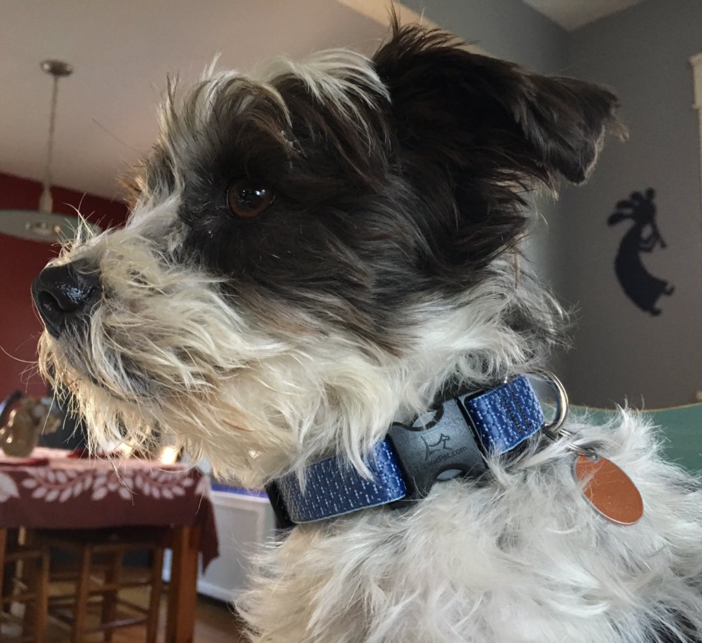 Pip sporting his new collar made from recycled plastic bottles!