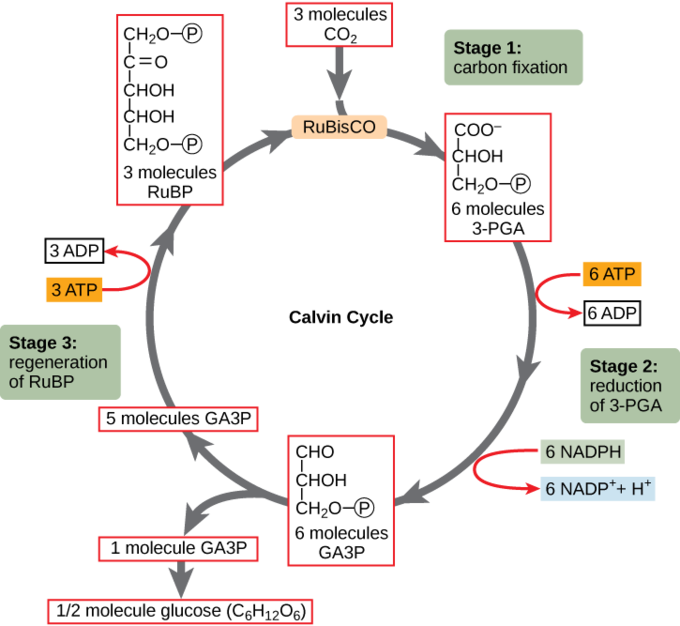ChlorOutclassed's tweet photo. This is a nice photo that accurately shows the Calvin Cycle that allows photosynthesis to occur.  #cellection16b https://t.co/vFAZVaN93n