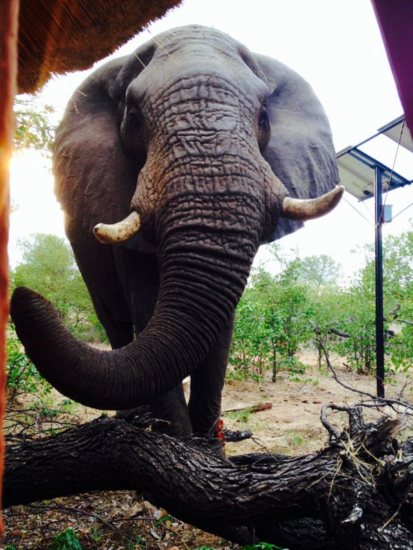 ReMarcable5's tweet image. At my bathroom window. #Mopanegrove #mansimvula #Livingwithelephants #lovemylandie