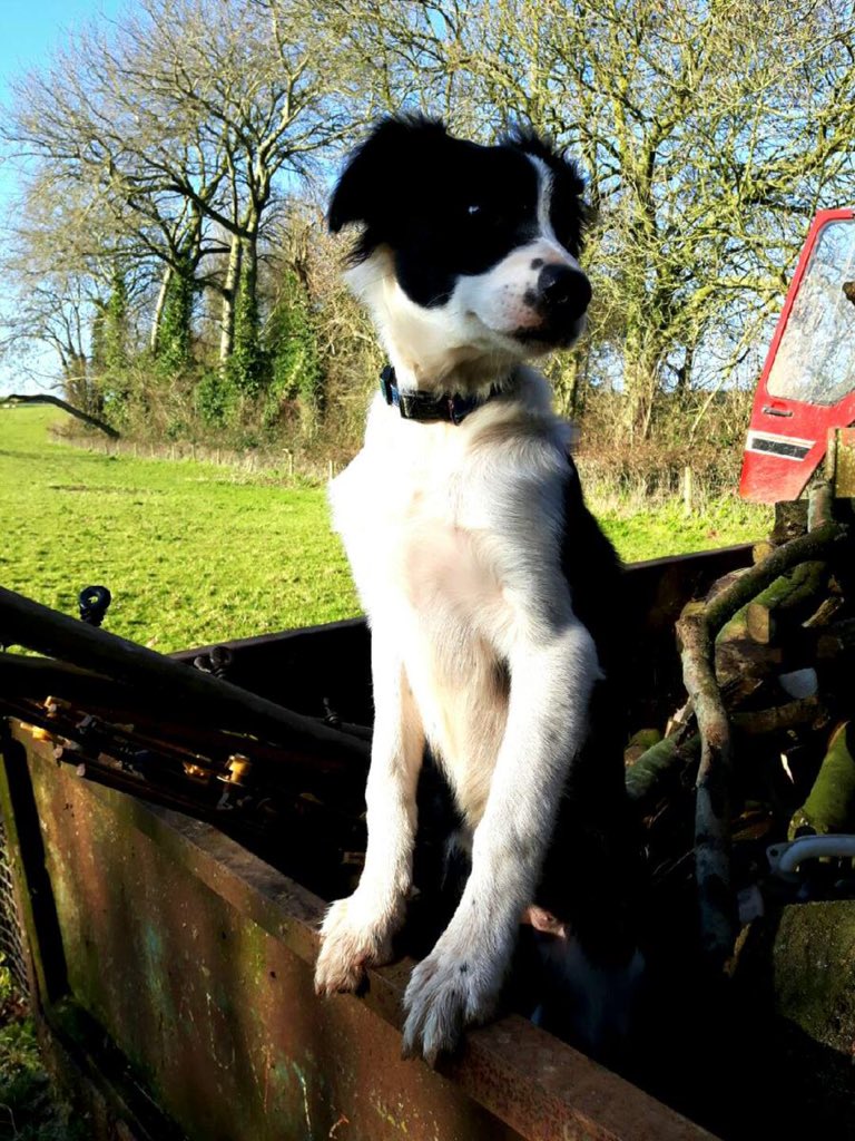 QuantockFarmer's tweet photo. @herdyshepherd1 Great Book fellow #Shepherd  The Quantocks Somerset https://t.co/enEOfMeIzs