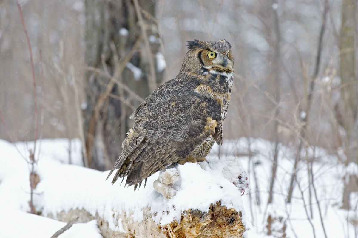 LLBean's tweet photo. 11 species of owls live in or visit Maine, but the great horned owl is the most common. #LLBeanMoment https://t.co/eWoIUF3dPy