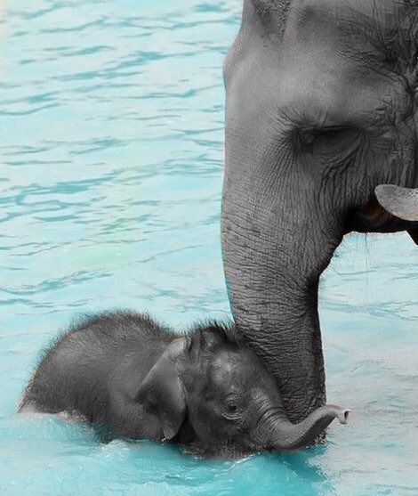 shopivoryella's tweet photo. BABY ELEPHANTS ARE TOO FREAKING CUTE!!! ☺️☺️☺️ https://t.co/k7JKOYh1CM