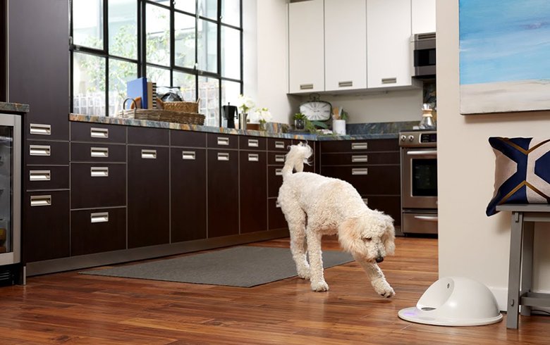 CarleyKnobloch's tweet photo. An adaptive dog dish with a mission? Yes! See one of my faves from #CES2016. https://t.co/HYwiDiKr1K https://t.co/HrSciybbBV