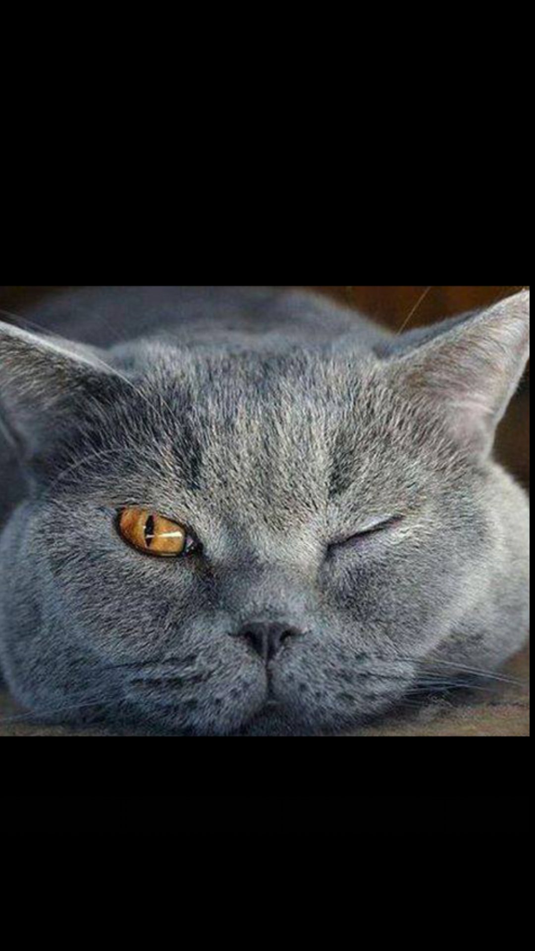 大将on Twitter 面白写メhttps T Co Snicwekhar Twitter