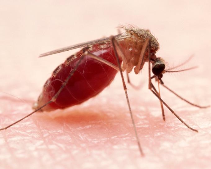 muyinteresante's tweet photo. ยฟCuรกntos tipos de mosquitos existen? (FOTOGALERIA): https://t.co/HyBEkqqgz5 https://t.co/XSX3V5gacX