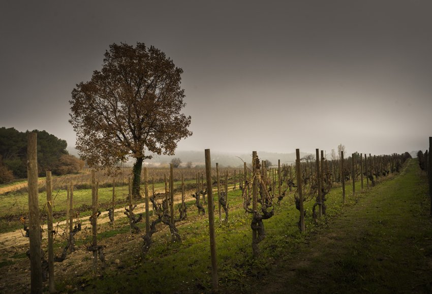 RaventosiBlanc's tweet photo. #winter at #raventosiblanc #vineyards #winterprunning #concadelriuanoia #penedès #winegrowers #winelovers #wine https://t.co/aqaj9HaQq1
