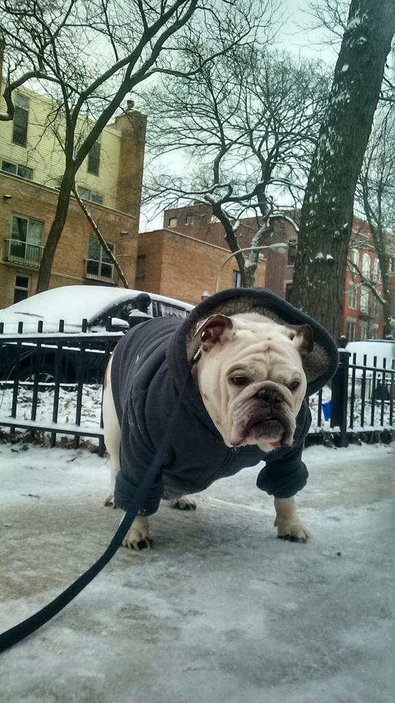 SquntsPalidorus's tweet photo. #newwinterthreads #thisweatherisbull$it https://t.co/rkRcTM3ERQ