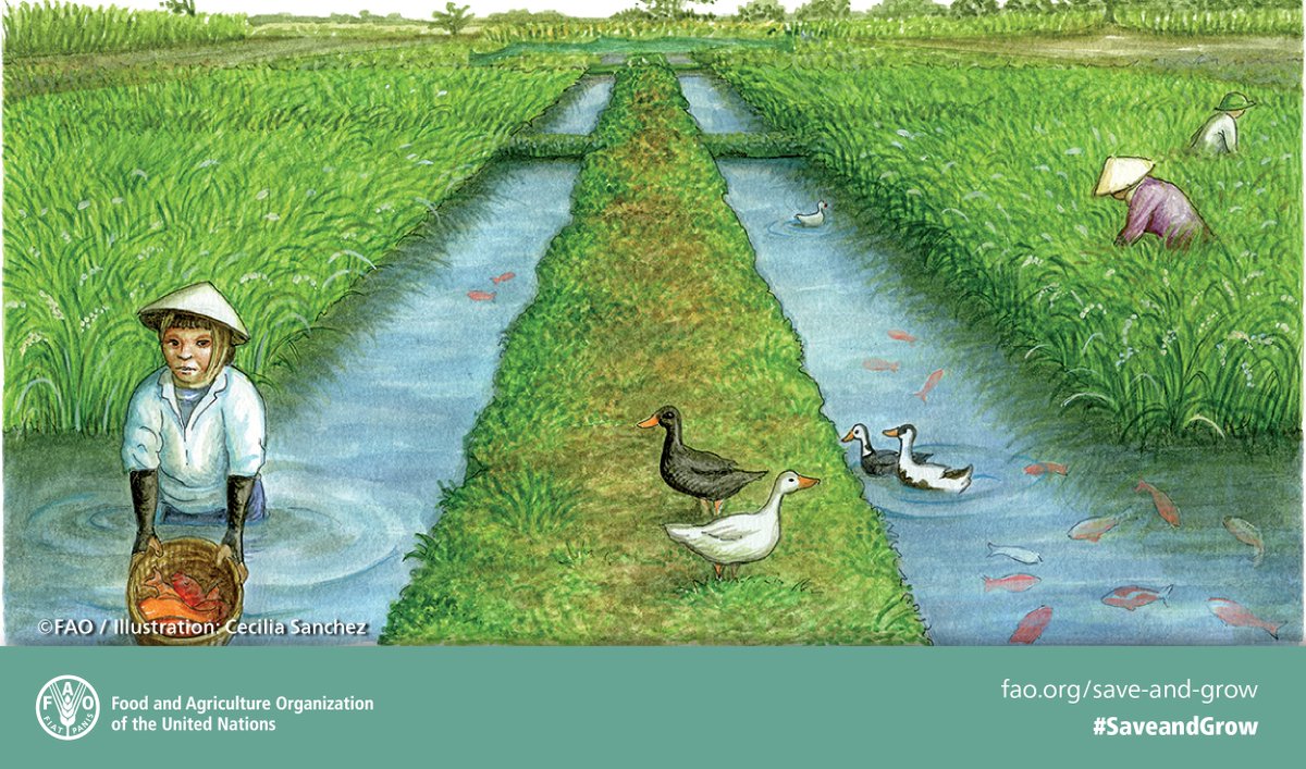 FAO's tweet image. Combining rice &amp;amp;aquaculture: more food, less pests, higher yields bit.ly/1WtoC08 #SaveandGrow  @FAOKnowledge
