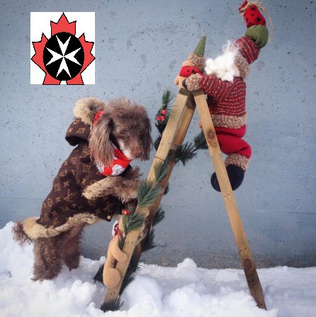 thegcbuzzdotcom's tweet photo. Vanna volunteers!
https://t.co/5vEvi5pwfy
@EasternHealthNL @stjohnambulance #therapydog #payitforward #pawsforacause https://t.co/GEVGimxxaT