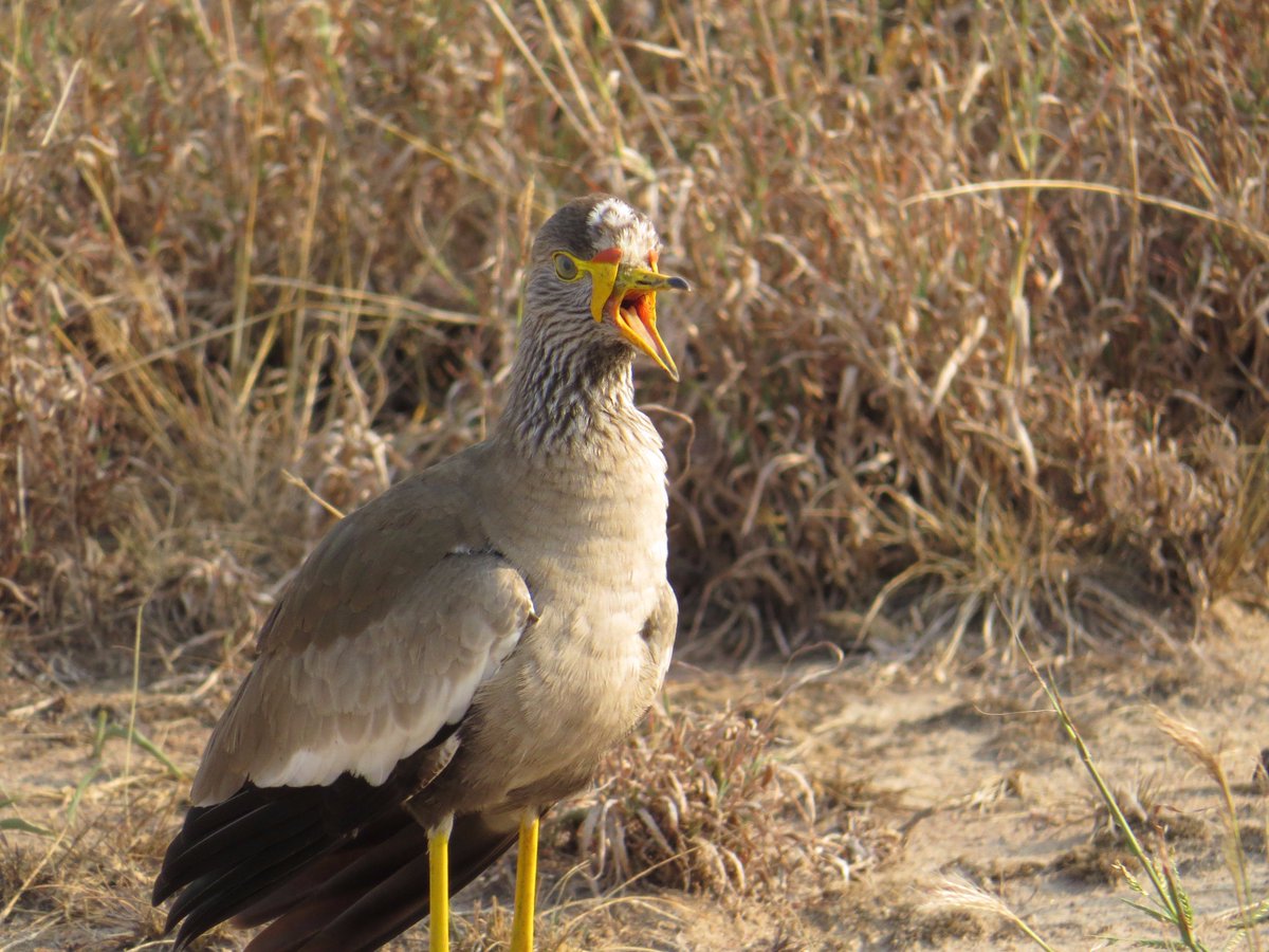 #Africanwattledlapwing #visitUganda <a href="/thePearlGuideUg/">The Pearl Guide</a> <a href="/PearlUganda/">PearlofAfricaTours</a> <a href="/Randallr75/">Randy•R</a> <a href="/safaribookings/">SafariBookings</a> <a href="/DiscoverUG/">#VisitUganda #TemebeaNyumbani</a> <a href="/_bensalt/">Ben Salt</a>