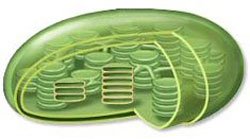 chloroplast101's tweet photo. #selfie https://t.co/LVjQacmNPp