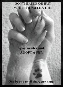 alisha_eiler's tweet photo. @DITRPetRescueND #GivingHearts16 #spay #neuter #rescue https://t.co/o0cDW4REDd