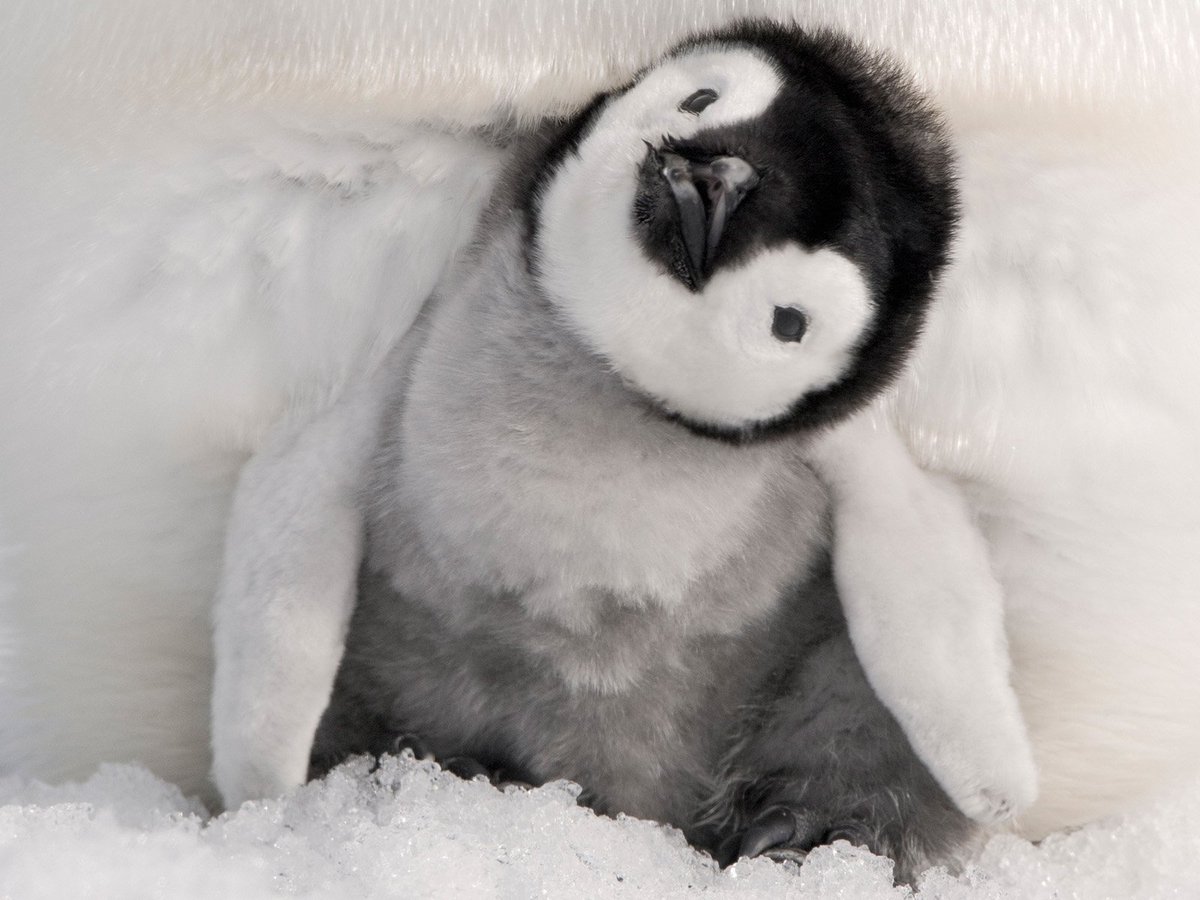 buzzingwithbee's tweet photo. YES! It's COLD &amp; won't quit snowing, so here's some *JOY* for you. :D https://t.co/M19KMKZqyg