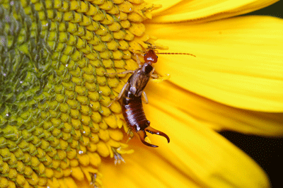 how to get rid of earwigs how to get rid of earwigs
