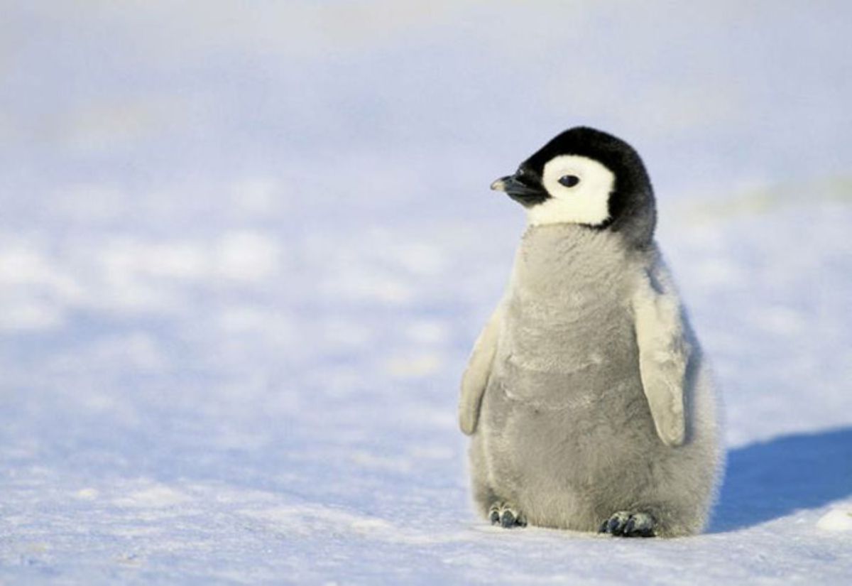 getnymbl's tweet photo. They may not look very #balanced walking, but they never fall over #getnymbl #nymblscience #penguinawarenessday https://t.co/WBa8vqZjMb