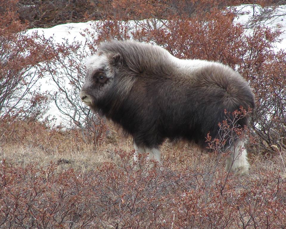 Interior's tweet photo. This baby muskox @BeringLandNPS isn’t afraid of the winter #Alaska https://t.co/2ua0OVlXjF