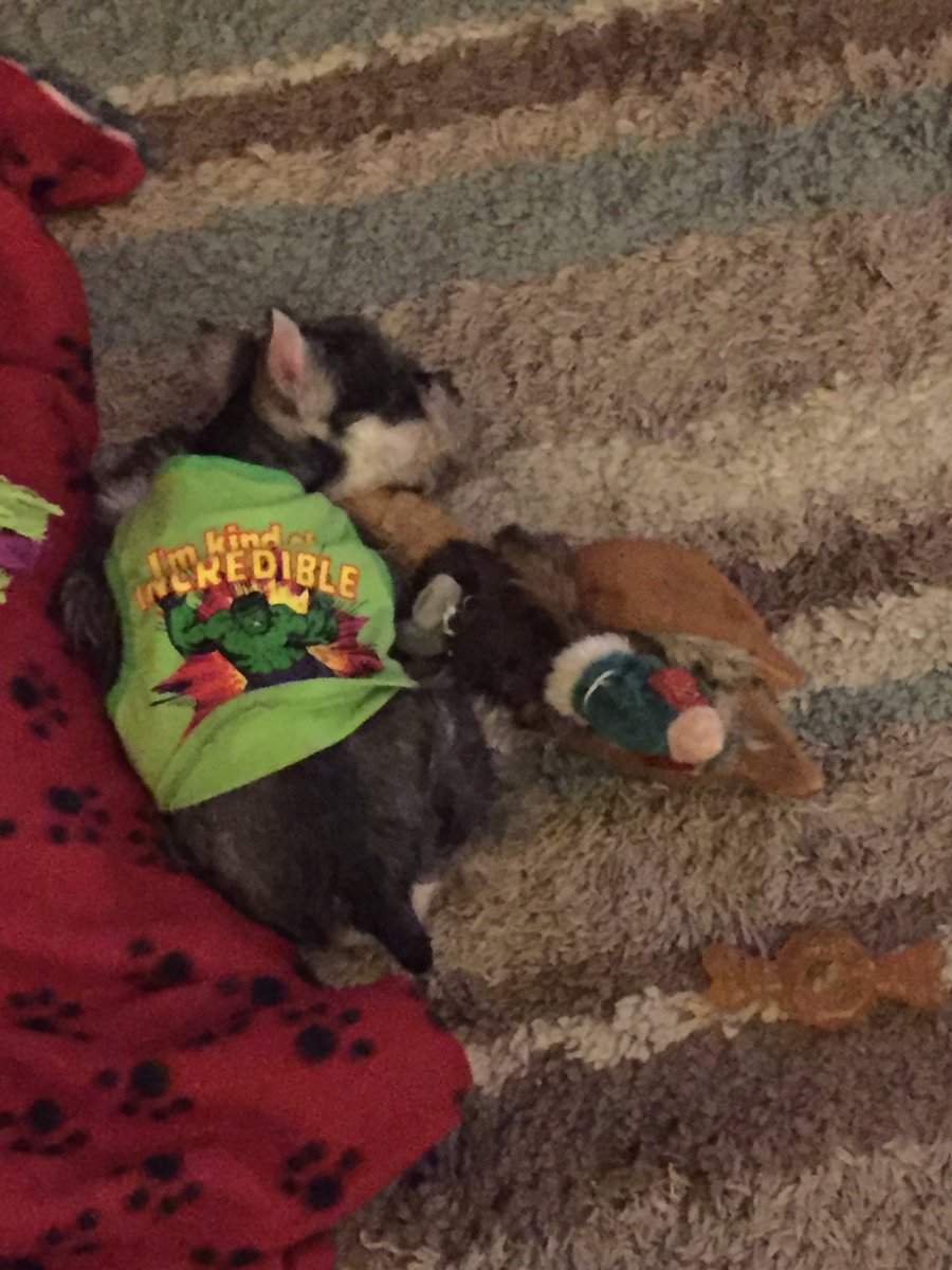 TitansEclipses's tweet image. //cuteness attack.