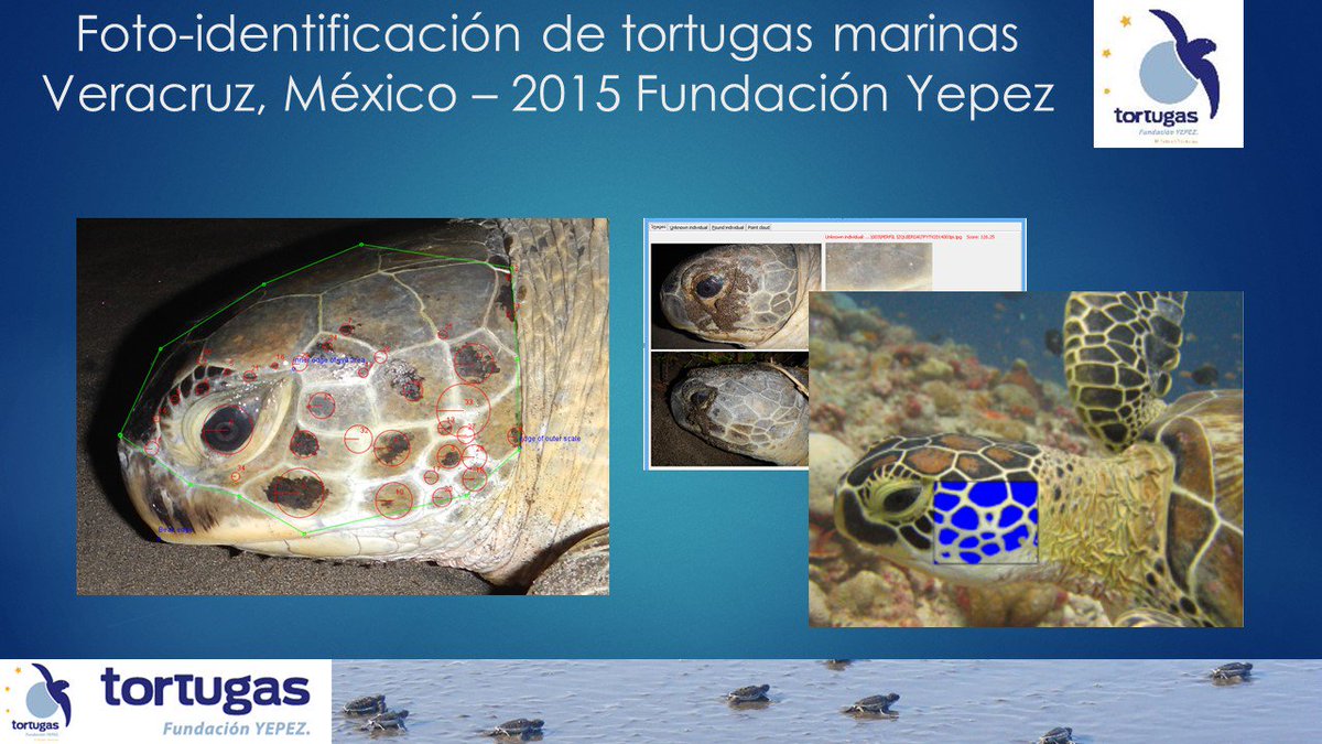 FundacionYepez's tweet photo. Our Sea Turtle Photo ID project in Veracruz is providing valuable info about endangered species. #WildlifeCameraWeek https://t.co/GdYVIiZmWw