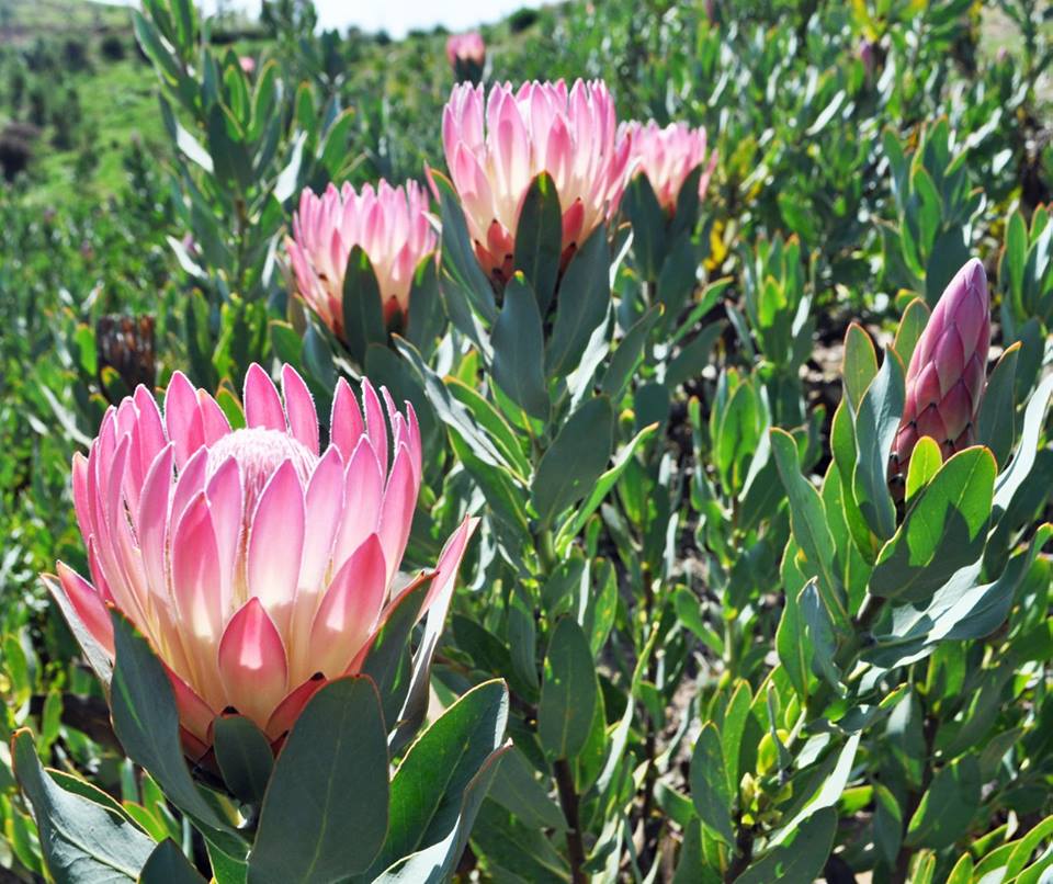 americasflowers's tweet photo. Oooh La La! <3 Thanks Resendiz Brother Protea Growers! #AmericanGrown #OriginMatter https://t.co/R8ZJq3UMvk