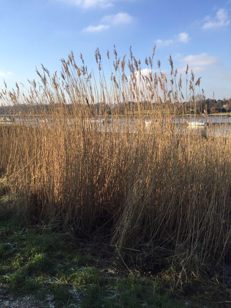 Seaside grasses seven feet high ... 
Hamble, South Coast
#grasses #coastalecosystem
@BSBIbotany