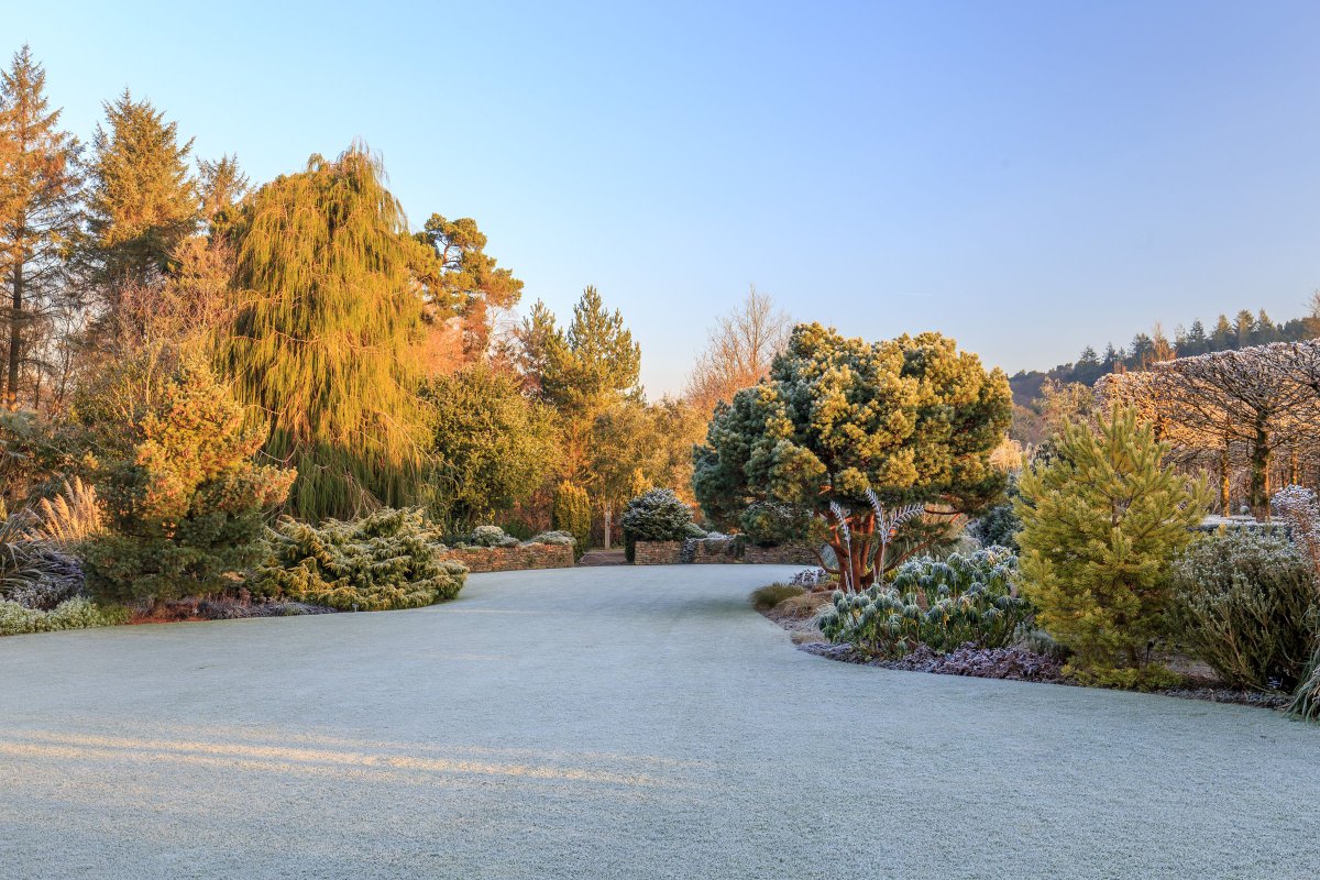 RHS_Rosemoor's tweet photo. We'd a hard frost last night as the Brussels can testify. Rosemoor is magic in the frost, the whole garden sparkles https://t.co/kRrkh2IJyS